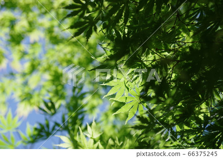 新鮮的綠色楓樹 66375245