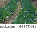 白菜田 66375441