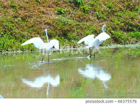 Ibis Upo Swamp 66375576
