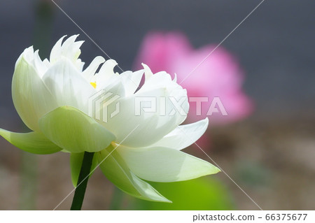 Lotus flower (Nishiko lotus) 66375677