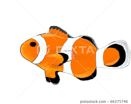 Fish (clown fish) 66375746