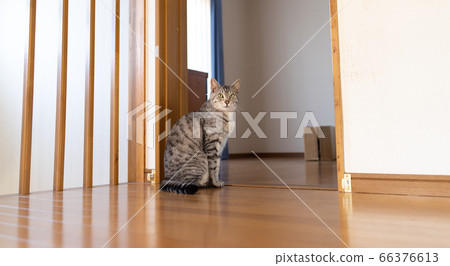 Sabatra cat living with a cat Sabatra cat living with a cat 66376613