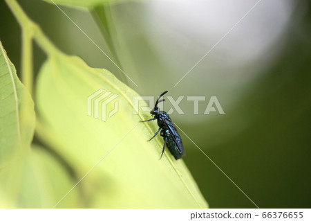 Rurichu ranges Rurichu ranges 66376655