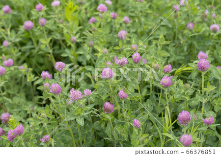 紅三葉草 66376851