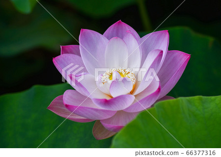 Lotus flower blooming in a pond in Okinawa Park Lotus flower blooming in a pond in Okinawa Park 66377316