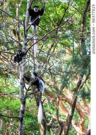 family of Colobus guereza, Ethiopia, Africa family of Colobus guereza, Ethiopia, Africa 66377819