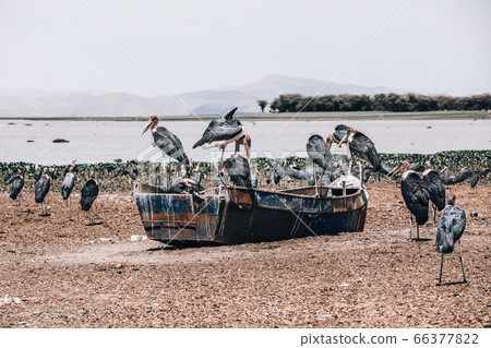 The marabou stork Ethiopia Africa wildlife 66377822