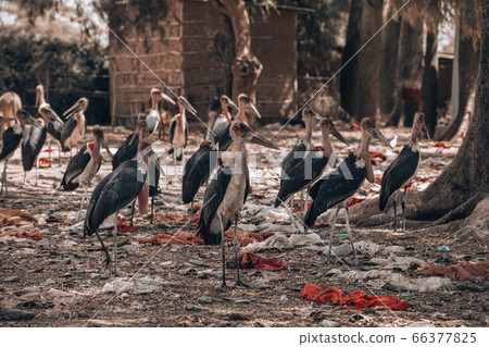 The marabou stork Ethiopia Africa wildlife The marabou stork Ethiopia Africa wildlife 66377825