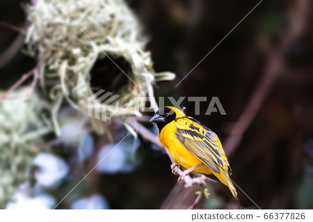 Male Northern Masked Weaver, Ethiopia Male Northern Masked Weaver, Ethiopia 66377826