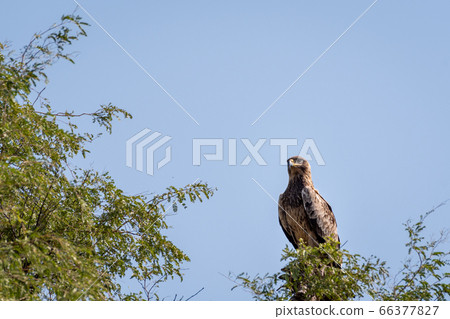 Booted eagle or Hieraaetus pennatus portrait perched on tree trunk with blue sky background at tal chhapar sanctuary, rajasthan, India Booted eagle or Hieraaetus pennatus portrait perched on tree trunk with blue sky background at tal chhapar sanctuary, rajasthan, India 66377827