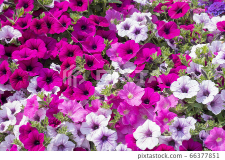 Petunia 66377851