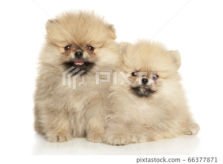 Two Pomeranian Spitz puppies Two Pomeranian Spitz puppies 66377871