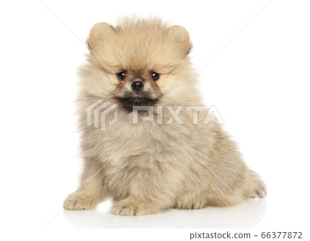 Cute Pomeranian Spitz puppy looking at the camera Cute Pomeranian Spitz puppy looking at the camera 66377872