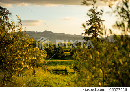 Spring in the fields of Tuscany in the sunset Spring in the fields of Tuscany in the sunset 66377936
