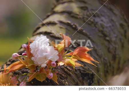 Double cherry blossoms 66378033