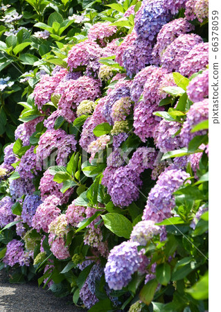 紫色繡球花 紫色繡球花 66378059
