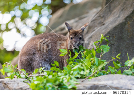 Red-necked Wallaby, australian kangaroo Red-necked Wallaby, australian kangaroo 66378334