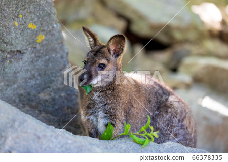 Red-necked Wallaby, australian kangaroo Red-necked Wallaby, australian kangaroo 66378335