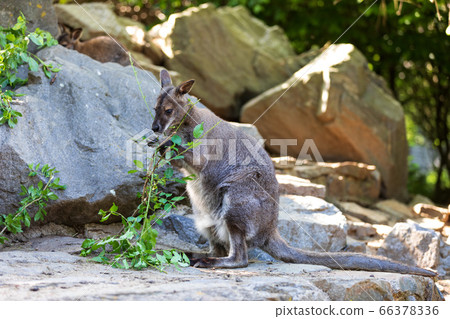 Red-necked Wallaby, australian kangaroo 66378336