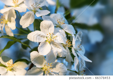 Beautiful flowering apple trees. background with Beautiful flowering apple trees. background with 66378453