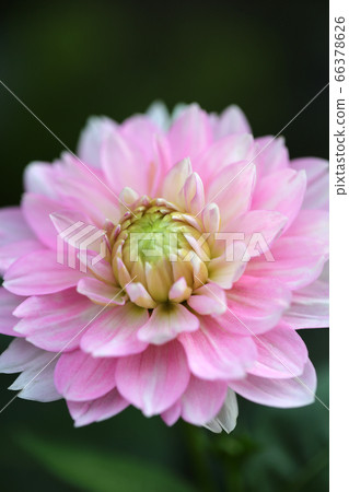 Pink dahlia flower One dahlia pink dahlia 66378626
