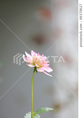 Pink dahlia flower One dahlia pink dahlia 66378627