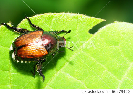 日本甲蟲(紅色個體) 日本甲蟲(紅色個體) 66379400