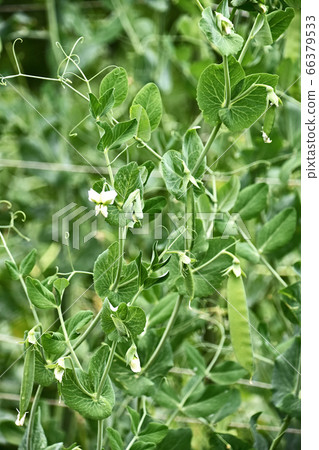 胡椒開花 胡椒開花 66379533