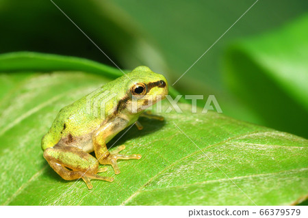 Juvenile Japanese frog youth Juvenile Japanese frog youth 66379579