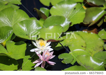 Takitani Hanairi Garden: Flower irises and hydrangeas in full bloom 66379843