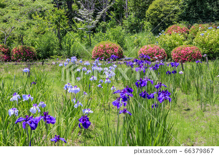 Takitani Hanairi花園:盛開的鳶尾花和繡球花 Takitani Hanairi花園:盛開的鳶尾花和繡球花 66379867