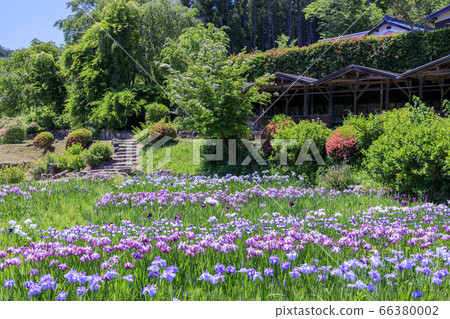 Takitani Hanairi花園:盛開的鳶尾花和繡球花 Takitani Hanairi花園:盛開的鳶尾花和繡球花 66380002