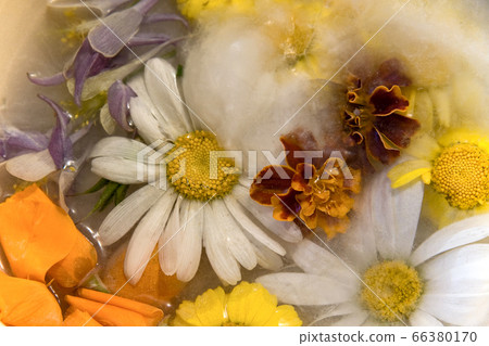 Background ofchamomile   flower    in ice   cube 66380170