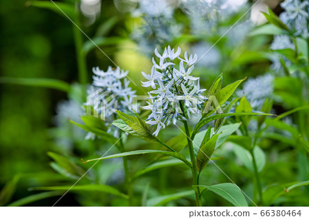 Amsonia Chowsow Clove grass 66380464