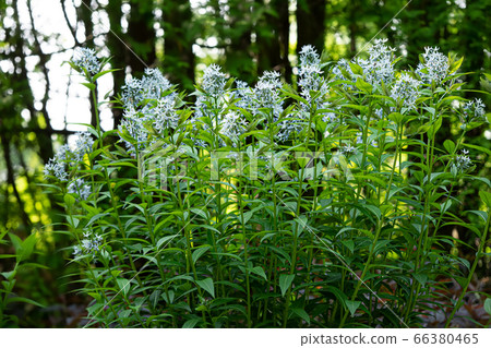 Amsonia Chowsow Clove grass 66380465