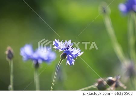 藍紫色山藥菊花,被風吹動時開綠 藍紫色山藥菊花,被風吹動時開綠 66380563