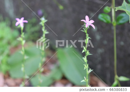 直立的Hina風鈴草 直立的Hina風鈴草 66380833