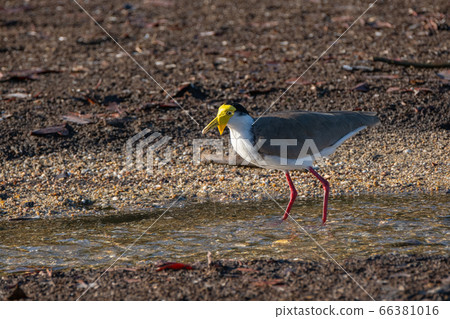[Australia] Zurotosakageri looking for food 66381016
