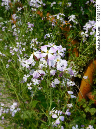 Hamadonkon flowers 66381495