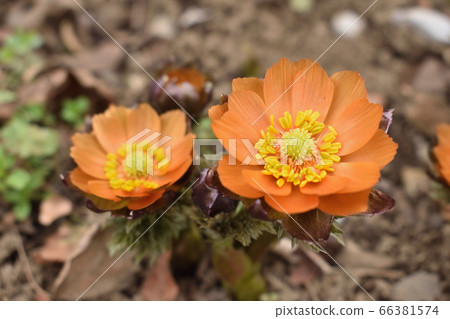Chichibu Beni (red Fukujukusa) 66381574