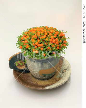 Coral 66381575