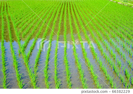初夏稻田 66382229