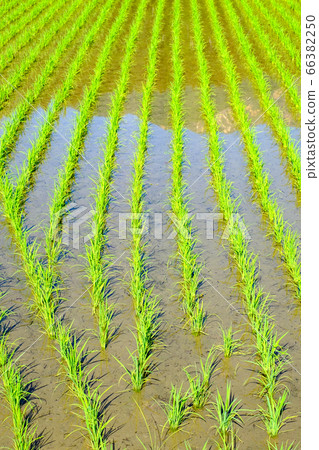 初夏稻田 66382250