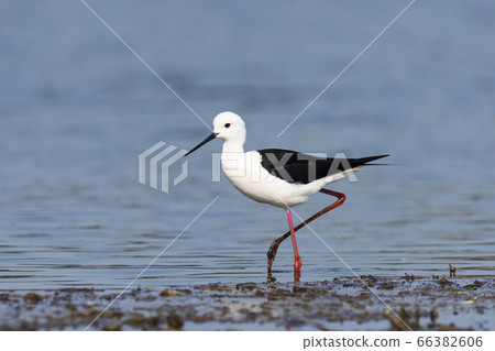 黑翅高蹺 66382606