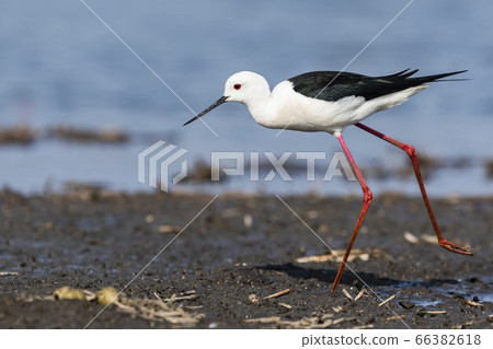 Black-winged stilt 66382618