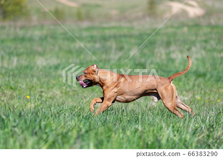 Red american pitbullterrier walks outdoor at summer 66383290
