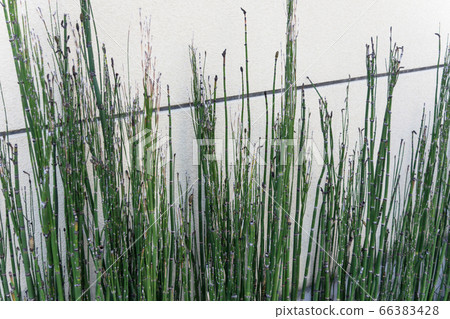 Tokusa green against the wall Tokusa green against the wall 66383428