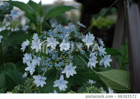 Light blue hydrangea Light blue hydrangea 66383572