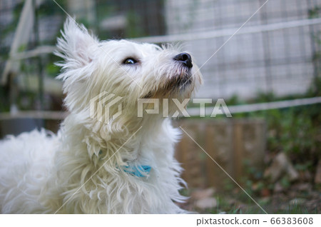 Westy basking in the sun 66383608