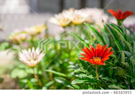 Red gazania 66383955